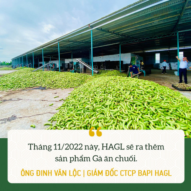 Công thần hiện thực hoá ý tưởng Heo ăn chuối Bapi HAGL của bầu Đức: Sẽ có thêm Gà đi bộ ăn chuối - Ảnh 4.