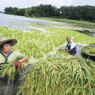 Covid-19, lũ lụt, chiến tranh thương mại: TQ đang đối mặt với nguy cơ an ninh lương thực như thế nào?