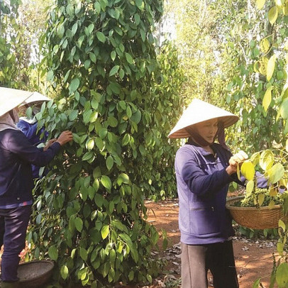 CPTPP và EVFTA có là "cứu cánh" xuất khẩu hồ tiêu