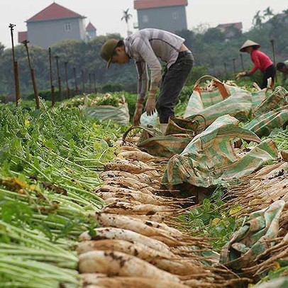 Củ cải, rau… nhổ bỏ: Vì sao?