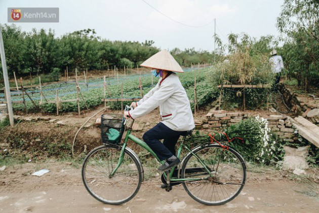 Cúc hoạ mi vào vụ mùa, nông dân Hà Nội hớn hở chào mừng khách đến mua hoa và chụp ảnh - Ảnh 12.