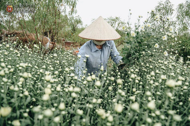 Cúc hoạ mi vào vụ mùa, nông dân Hà Nội hớn hở chào mừng khách đến mua hoa và chụp ảnh - Ảnh 14.