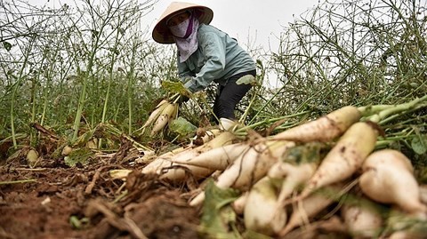  Cục Trồng trọt: Củ cải bỏ thối, nông dân đã thu tiền tỷ trước rồi - Ảnh 2.