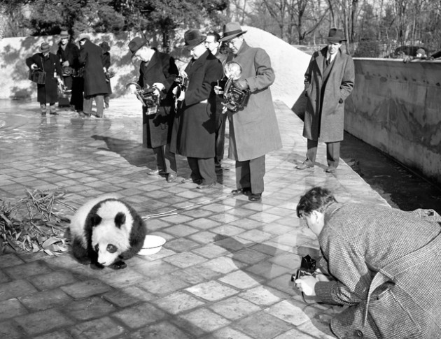 Cứu gấu trúc khỏi tuyệt chủng, ta có vô tình làm hại những loài vật khác? - Ảnh 4.