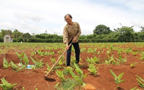 Đắk Lắk bỏ nghệ đầy đồng vì giá xuống thấp