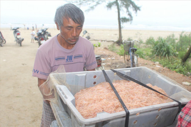 Dầm mình vớt ruốc, ngư dân kiếm tiền triệu mỗi ngày - Ảnh 8.