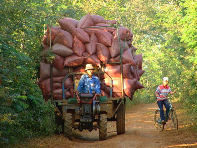 Đắng chát cà phê - Ảnh 2.