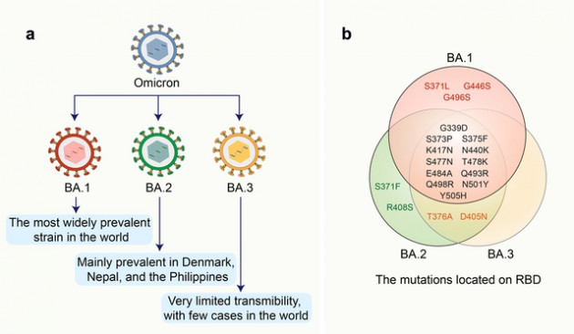 Đánh giá BA.5: Bản nâng cấp thế hệ thứ 3 của Omicron, cho hiệu năng lây lan và tái nhiễm mạnh nhất kể từ đầu dịch COVID-19 - Ảnh 4.