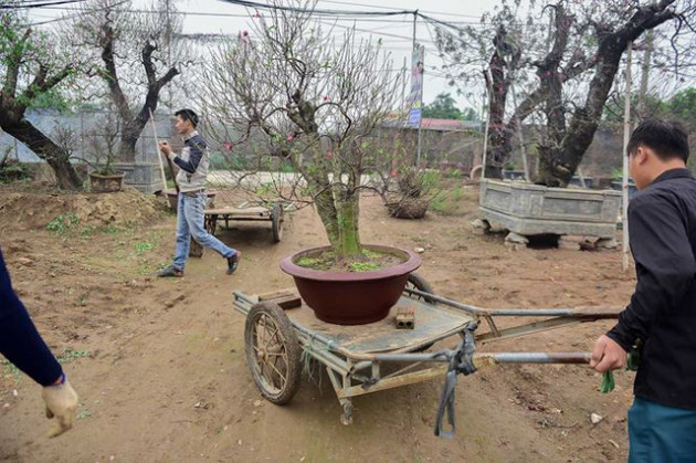 Đào cổ thụ Nhật Tân giá hàng trăm triệu của đại gia chơi Tết - Ảnh 8.