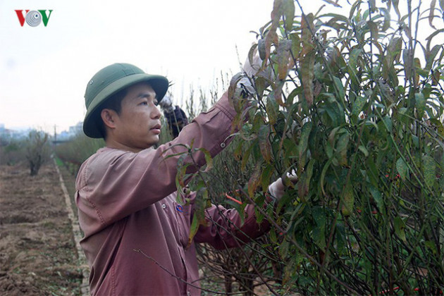 Đào nở bung đỏ rực trước Tết dương lịch, người trồng thấp thỏm sợ thất thu - Ảnh 5.