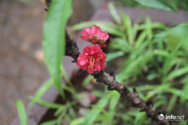 Đào Thất Thốn - Loại đào Tiến Vua, chỉ thích nằm điều hòa, đã chịu... nở hoa - Ảnh 2.