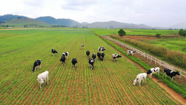 Đầu tư phát triển cả quy mô lẫn công nghệ, hệ thống trang trại của Vinamilk tăng trưởng ấn tượng - Ảnh 6.