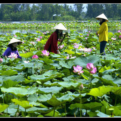 Đây là lý do giúp Đồng Tháp "soán ngôi" Đà Nẵng trong "cuộc đua" năng lực cạnh tranh cấp tỉnh