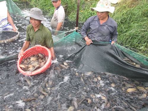 ĐBSCL hụt hơi với sản phẩm chủ lực - Ảnh 1.