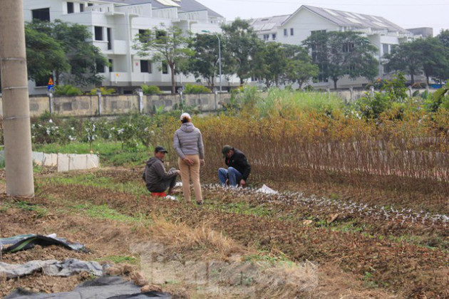 Đến lượt Hà Nội tạm dừng phân lô, tách thửa với đất nông nghiệp