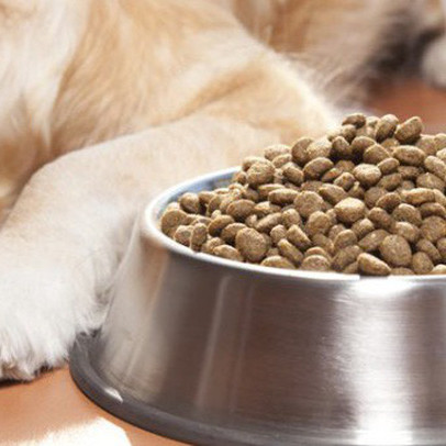 Đến thú cưng cũng trở thành nạn nhân của Chiến tranh Thương mại Mỹ - Trung