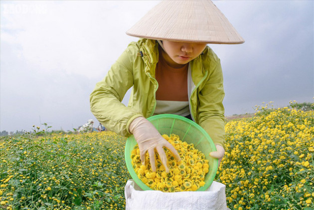 Đẹp mộng mị cánh đồng cúc Hưng Yên, nông dân thu trăm triệu mỗi sào - Ảnh 8.