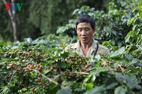 Điện Biên: Người dân Mường Ảng vẫn lao đao vì cà phê mất mùa, mất giá