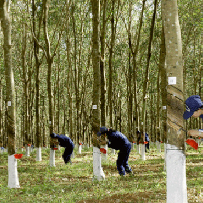 Diện tích thanh lý cao su sụt giảm, Cao su Tây Ninh (TRC) báo lãi quý 1 chưa bằng ¼ cùng kỳ năm trước