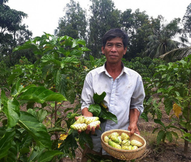 Điêu đứng vì trồng cây theo phong trào