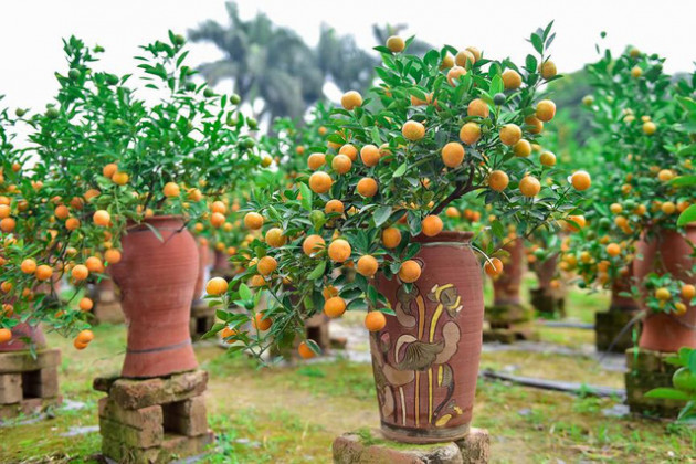 Độc đáo quất bonsai trồng trong bình gốm chơi Tết ở Hà Nội - Ảnh 3.