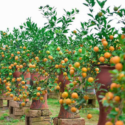 Độc đáo quất bonsai trồng trong bình gốm chơi Tết ở Hà Nội