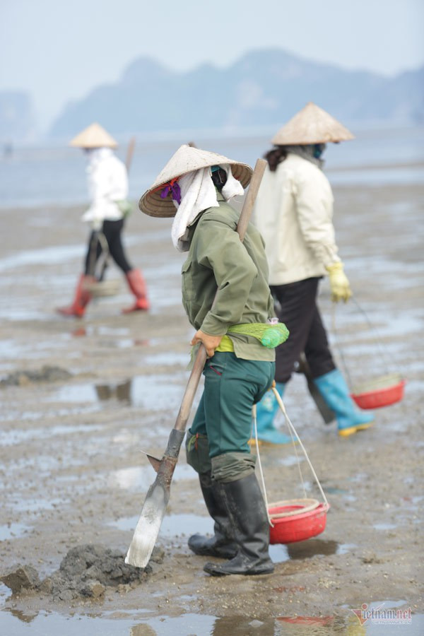 Đội nắng vác mai đi đào vàng biển, mỗi ngày thu tiền triệu - Ảnh 2.