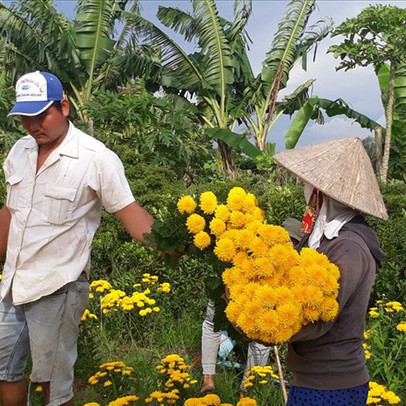 Đón Vu lan, làng hoa Sa Đéc “cháy hàng” cúc tiger, giá tăng gần gấp đôi