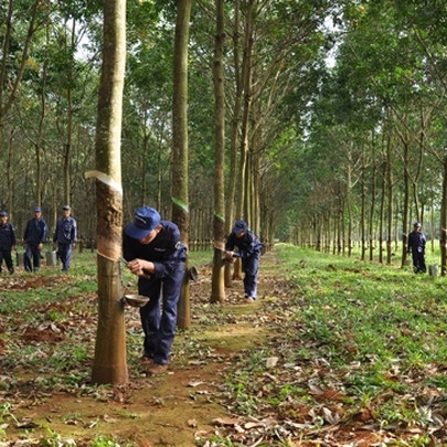 DRI tăng 133% từ đầu năm 2021, Cao su Đắk Lắk lấy ý kiến cổ đông về việc niêm yết trên HNX