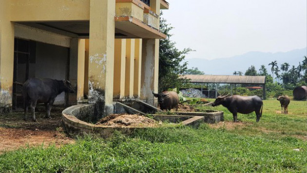 Dự án hơn 4.000 tỷ thành trang trại trâu, bò - Ảnh 13.