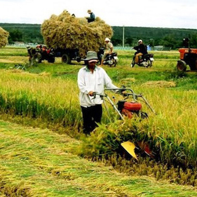 Dư nợ cho vay chuỗi liên kết: Mới chỉ dừng ở mức 7.000 tỷ đồng