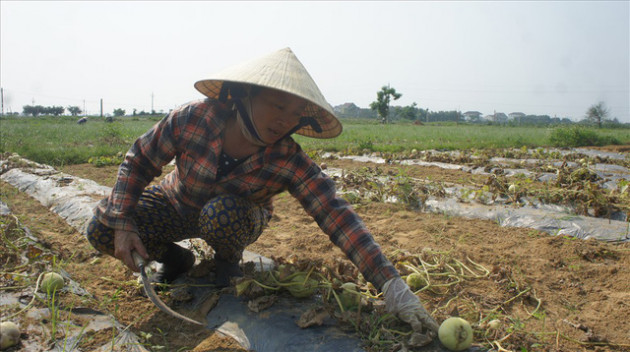 Dứa rớt giá, dưa sâu bệnh, nông dân Nghệ An “méo mặt” - Ảnh 2.