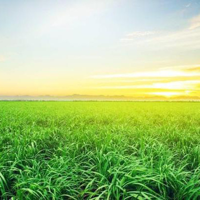 Đường thiếu hụt gần 4 triệu tấn năm 2022: Sở hữu vùng nguyên liệu 66.000 ha, thời điểm vàng của SBT đã tới