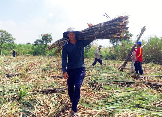 Đường tồn kho hơn 680.000 tấn, giá mía giảm mạnh