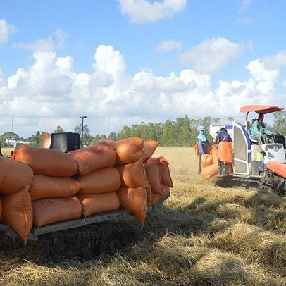 Gạo Việt mang về hơn 3 tỉ đô nhưng bất ngờ lận đận