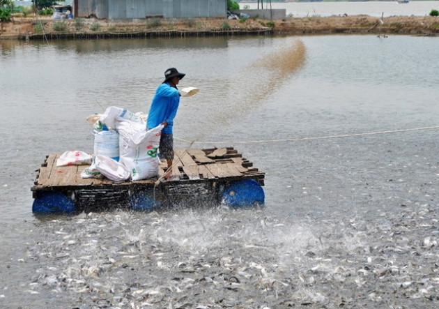 Giá cá tra nguyên liệu cao ở mức kỷ lục nhưng vẫn còn nhiều nỗi lo - Ảnh 1.