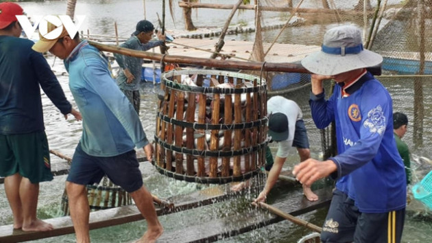 Giá cá tra tăng cao, doanh nghiệp và nông dân tăng tốc sản xuất - Ảnh 1.