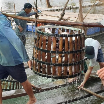 Giá cá tra tăng cao, doanh nghiệp và nông dân tăng tốc sản xuất