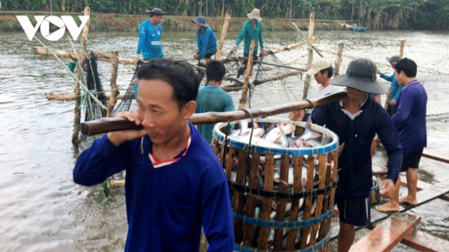 Giá cá tra tăng cao, nhưng người nuôi có thể đối mặt với rủi ro lớn - Ảnh 3.