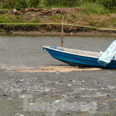 Giá cá tra tăng mạnh