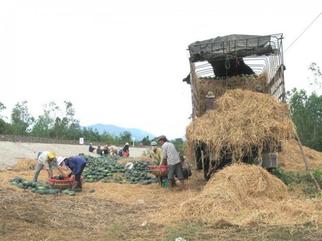 Giá dưa hấu tăng cao, người trồng lãi to - Ảnh 1.