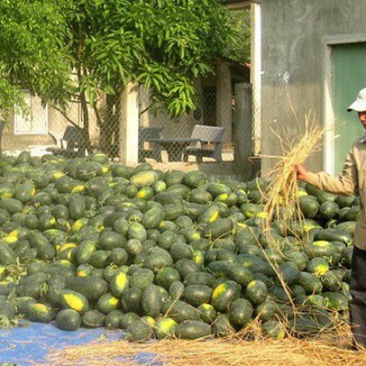 Giá dưa hấu tăng cao, người trồng lãi to