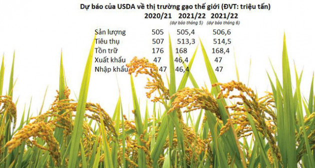 Giá gạo Châu Á lao dốc sau khi USDA công bố dự báo lạc quan về sản lượng và xuất khẩu gạo thế gới - Ảnh 1.