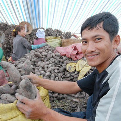 Giá khoai lang Nhật tăng cao, thương lái lùng mua khoai non