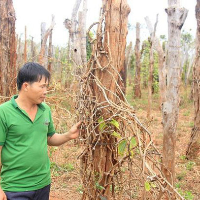 Gia Lai: 6.500 hộ dân đổ nợ vì hồ tiêu