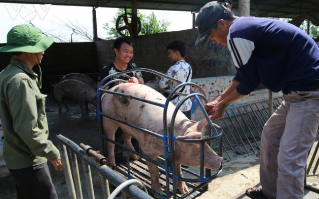 Giá lợn hơi lao dốc mạnh, người chăn nuôi vừa tái đàn đã thua lỗ nặng - Ảnh 1.