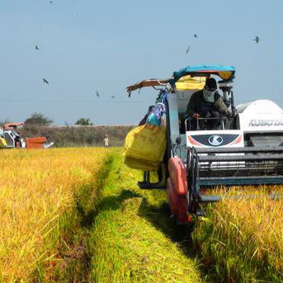 Giá lúa giảm mạnh giữa mùa thu hoạch, đề xuất Chính phủ mua tạm trữ hỗ trợ nông dân