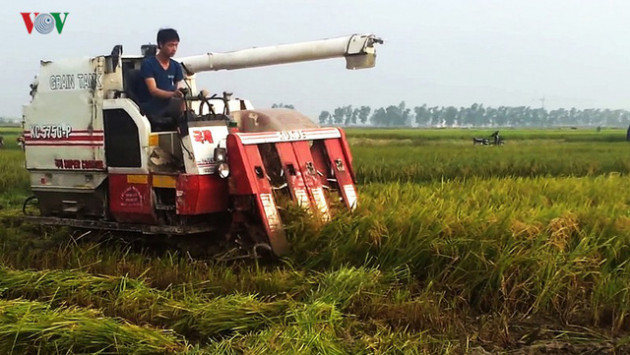 Giá lúa tăng, nhưng nông dân Trà Vinh vẫn lãi ít, vì năng suất kém - Ảnh 1.