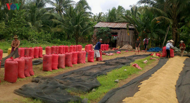 Giá lúa tăng, nhưng nông dân Trà Vinh vẫn lãi ít, vì năng suất kém - Ảnh 2.