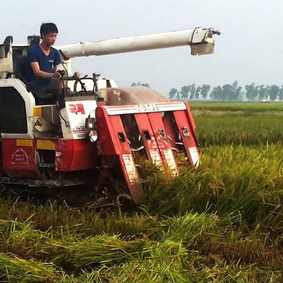 Giá lúa tăng, nhưng nông dân Trà Vinh vẫn lãi ít, vì năng suất kém